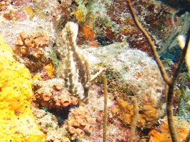 Slender Filefish IMG 7339